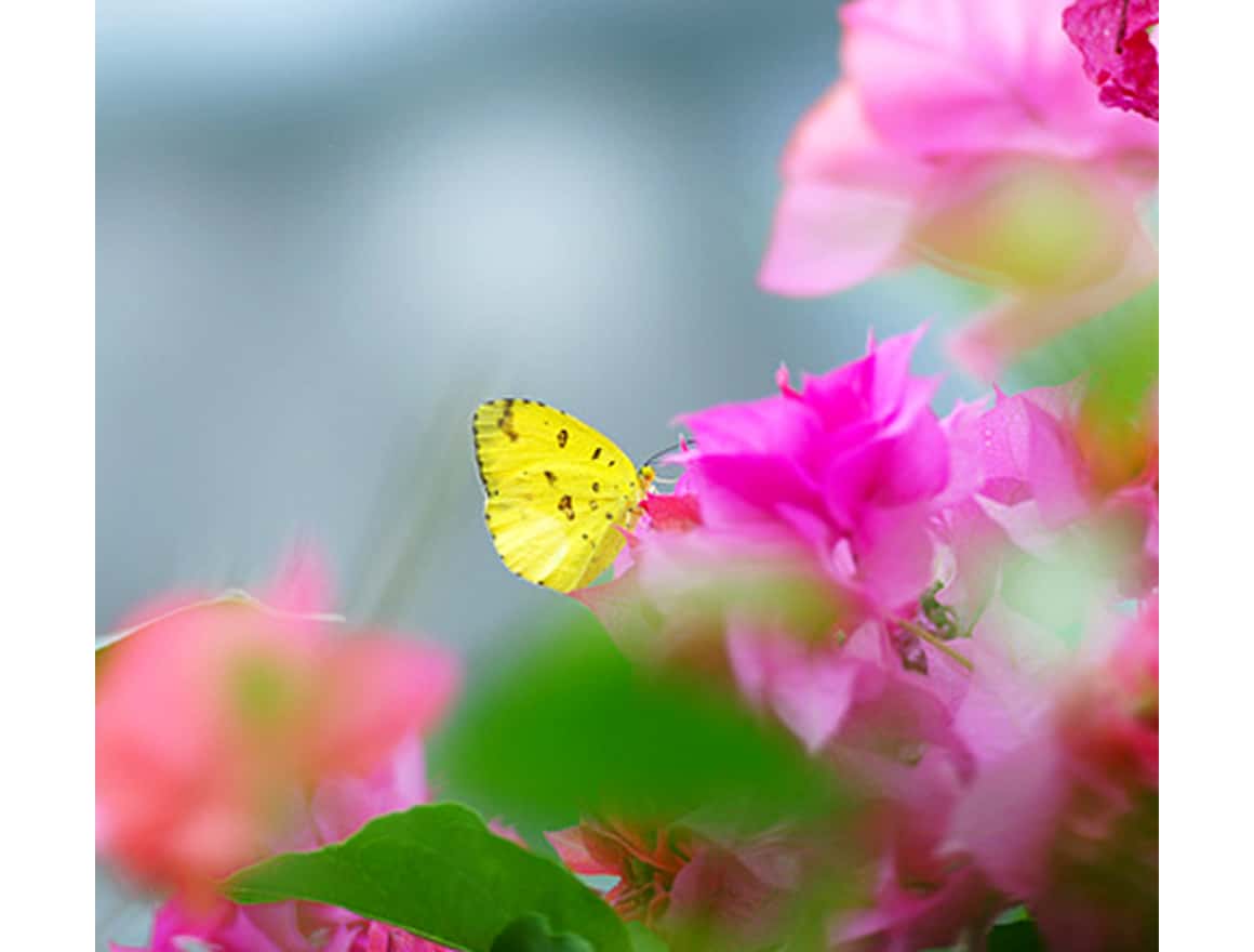 135mm F2.8 [T4.5] STF lens | SAL135F28 | Sony Ireland